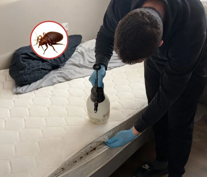 Technicien traitant un matelas contre les punaises de lit à Villebon-sur-Yvette